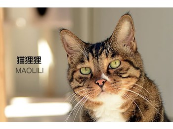 [与牠同行]温柔 猫狸...