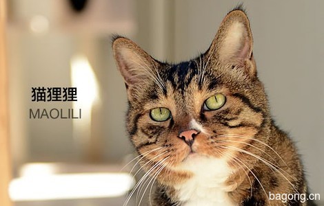 [与牠同行]温柔 猫狸狸  求带走0