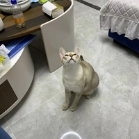 一只暹罗弟弟和一只银渐层妹妹找主人，免费领养，猫砂猫粮一起出