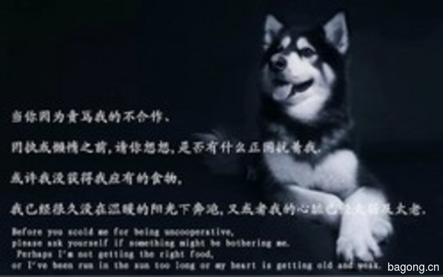 名门汪族宠物俱乐部 封面大图
