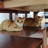 两只小橘猫姐妹