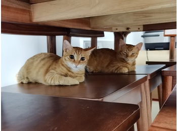 两只小橘猫姐妹