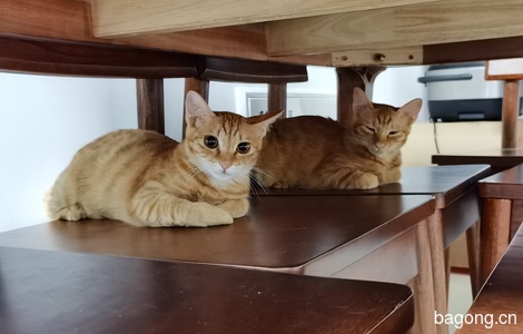 两只小橘猫姐妹0