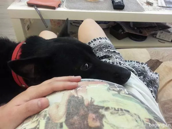 【现实版犬八公】女子遭遇4歹徒被流浪狗救下后带回家收养 3