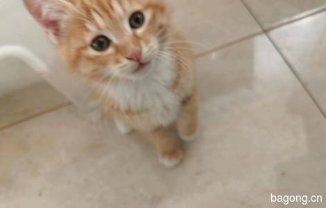 2个月大一窝虎斑橘猫免费领养2