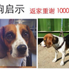 比格犬（公）2岁。于2015年4月30...