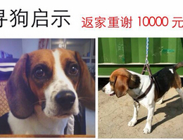 比格犬（公）2岁。于2015年4月30...