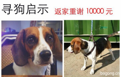 比格犬（公）2岁。于2015年4月30...