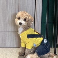 上海7个月大马尔泰犬领养