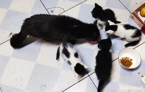 有四支小猫咪找爱心人士领养0