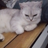 送猫
