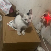 给4个左右大小的猫猫找个爱它的家