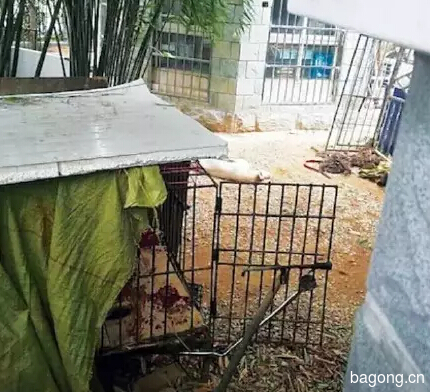 【为宠物行业从业者敲响警钟】北京一宠物美容师为狗狗（罗威纳）洗澡时 被残忍咬死 3