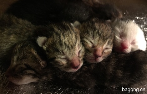 新出生小奶猫一窝，求领养2