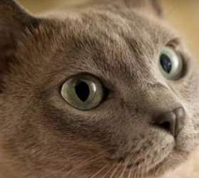 东奇尼猫|越南猫,金暹罗猫