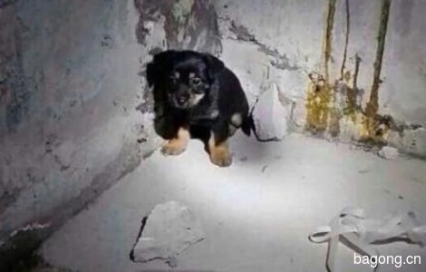 地下车库发现的狗狗找家2