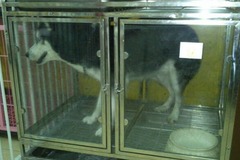 小淘气宠物店3