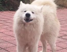 寻狗启示，12月18日晚110点左右...