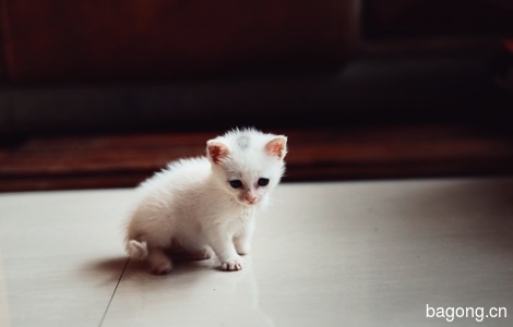 一只可爱小白猫寻找爱心主人3
