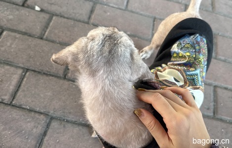 刚生完宝宝的小狗