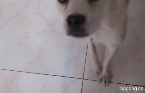 狗右前腿抽搐。好心人看到请归还...