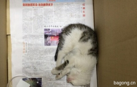 【爱心领养】上海地铁世纪大道站捡到一只小奶猫0