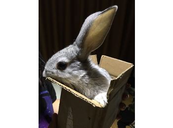 我有一只小灰兔想送给...