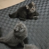 自家小猫找好人家