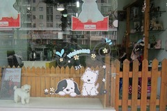 仔仔宠物店0
