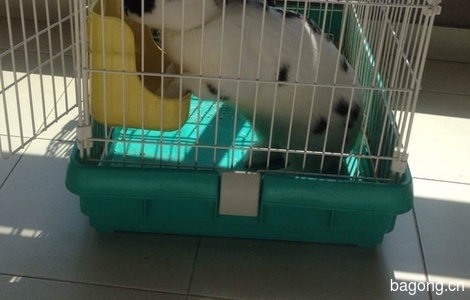 宠物兔 免费送 坐标上海0
