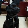 寻狗启示，时间：5月7日上午8:30...