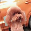 寻狗启示，本人爱犬名多多，于6...