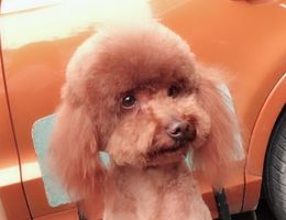 寻狗启示，本人爱犬名多多，于6...