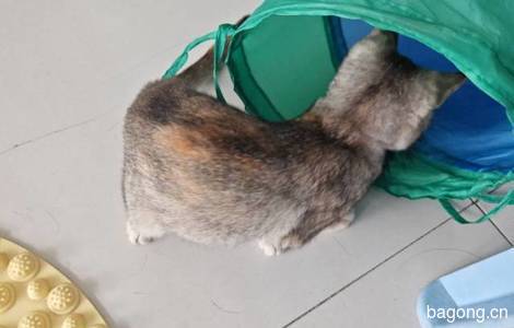 珠海小狸花猫无偿领养4