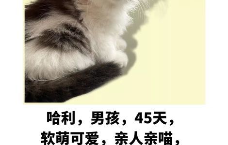 软萌可爱的小猫咪找家中。。。1