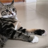 广州天河区猫咪免费领养
