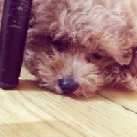 璟晨犬舍 封面小图