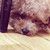 璟晨犬舍
