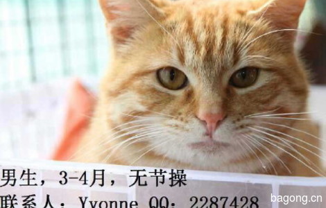 坐标上海，9只萌猫等领养，看图片，不解释！2