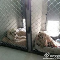 五月宠物服务中心 封面小图