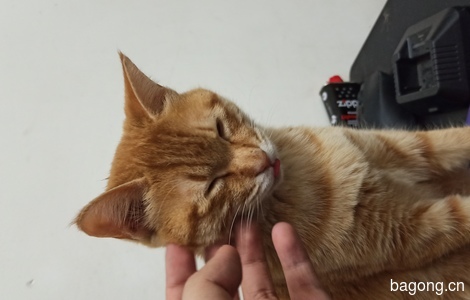 特别粘人的一直小橘猫，很活泼。喜欢趴键盘旁边睡觉。3