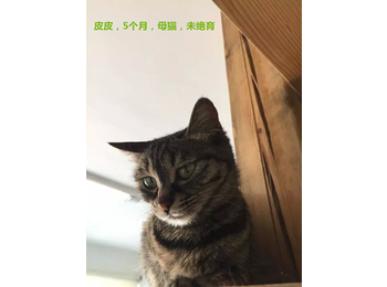 十只可爱猫咪等你抱走...