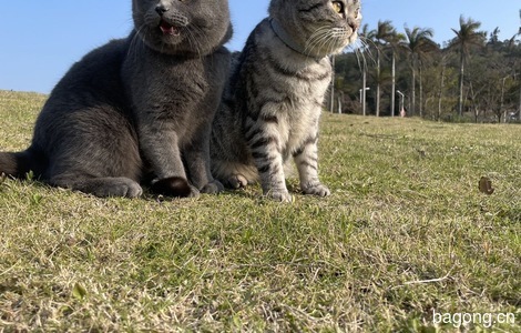 我有一只虎斑猫免费领养2