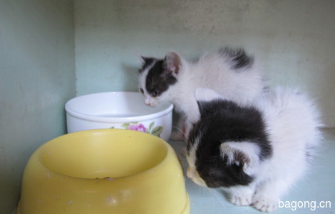 黑白小双奶猫求领养6