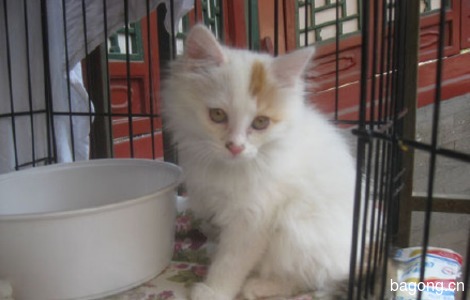 小母猫找领养 2个月 【北京领养】1