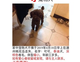 寻宠物犬，家中宠物犬不慎于2019...