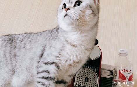 【领养】美短小猫猫寻求领养2