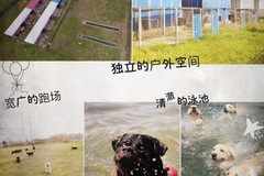 米嘉宠物