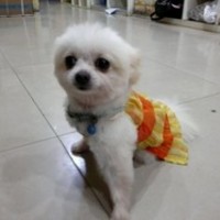 思玥宠物（sweet pethouse） 封面小图
