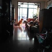 觅爱犬人
